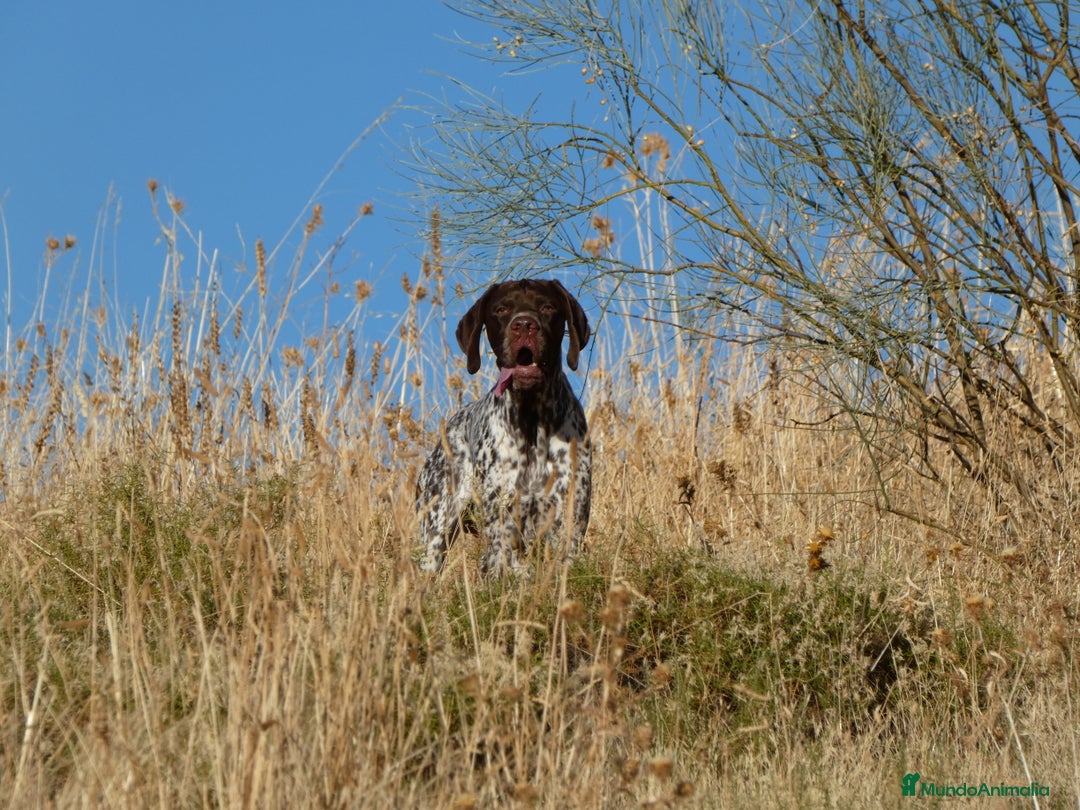 Braco Francés tipo Pirineos Talla Pequeña perros en venta: RESERVA DE CAMADA "F" DE BRACO BRANCÉS - Imagen 22