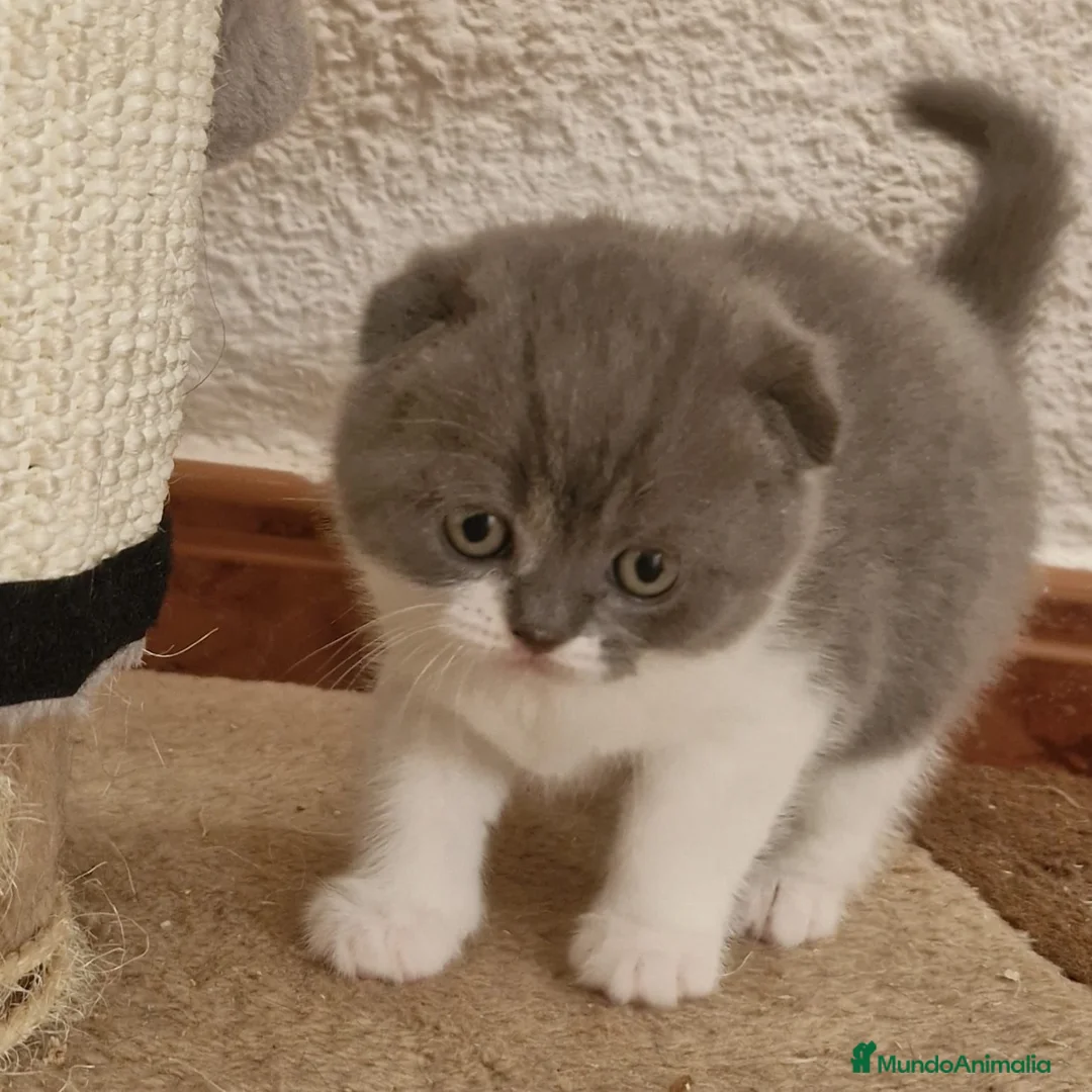 Scottish Fold gatos en venta: Machito de Scotish Fold - Anuncio 1