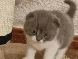 Scottish Fold gatos Machito de Scotish Fold - Anuncio 5