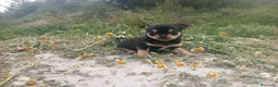 Chihuahua perros en venta: CHIHUAHUAS CABEZA DE MANZANA  - Anuncio 12