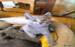 Azul Ruso gatos en venta: Gatitos azul ruso  - Imagen 7