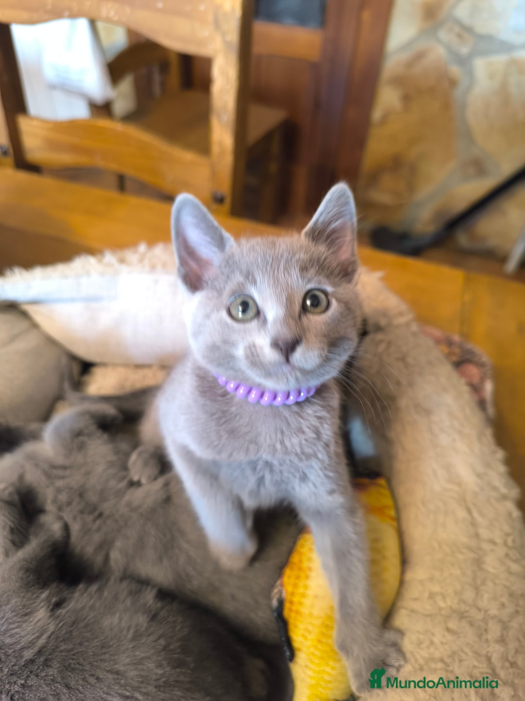 Azul Ruso gatos en venta: Gatitos azul ruso  - Imagen 7