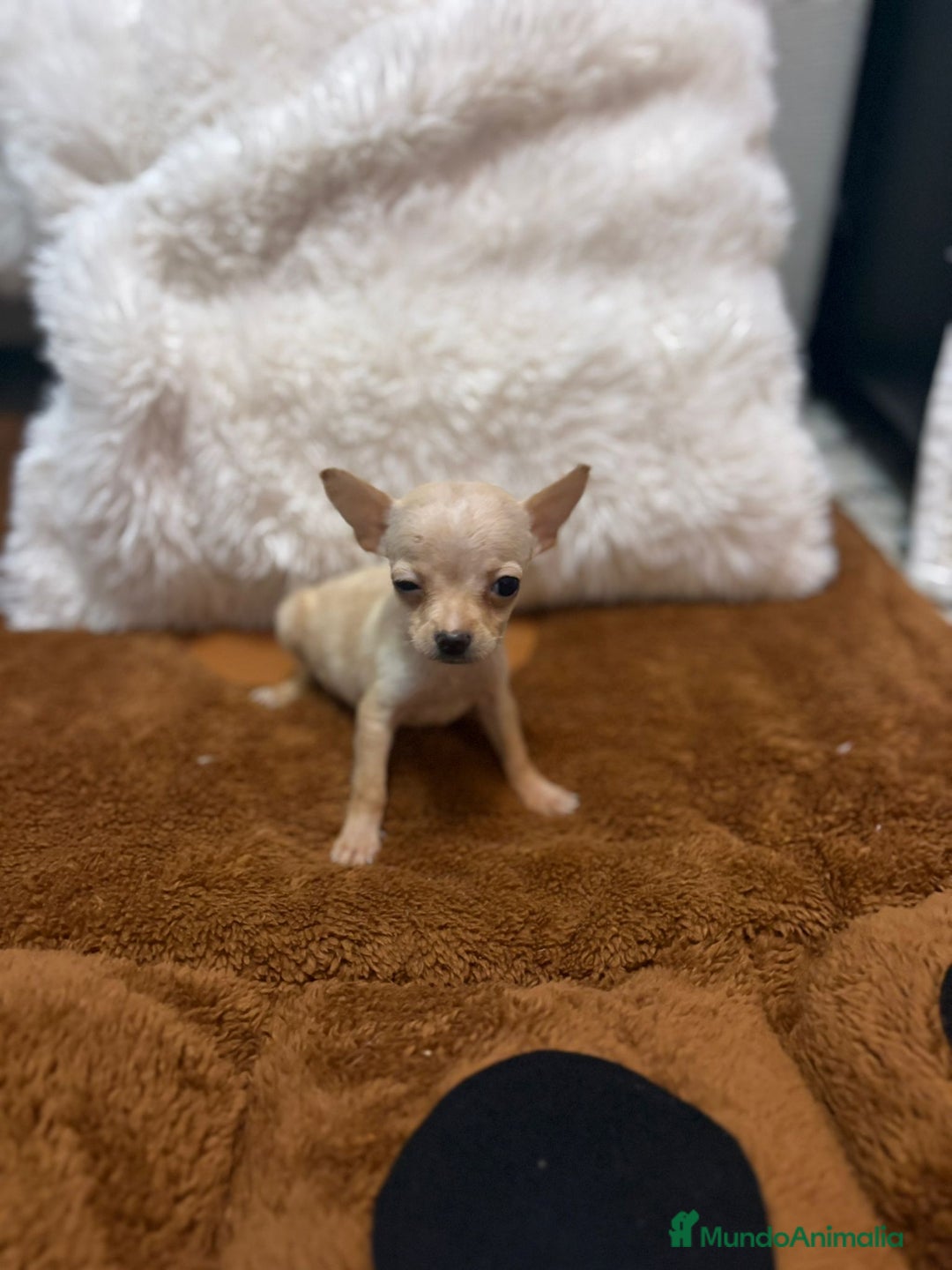 Ratón de Praga perros en venta: Hembrita de ratón de Praga  - Imagen 3