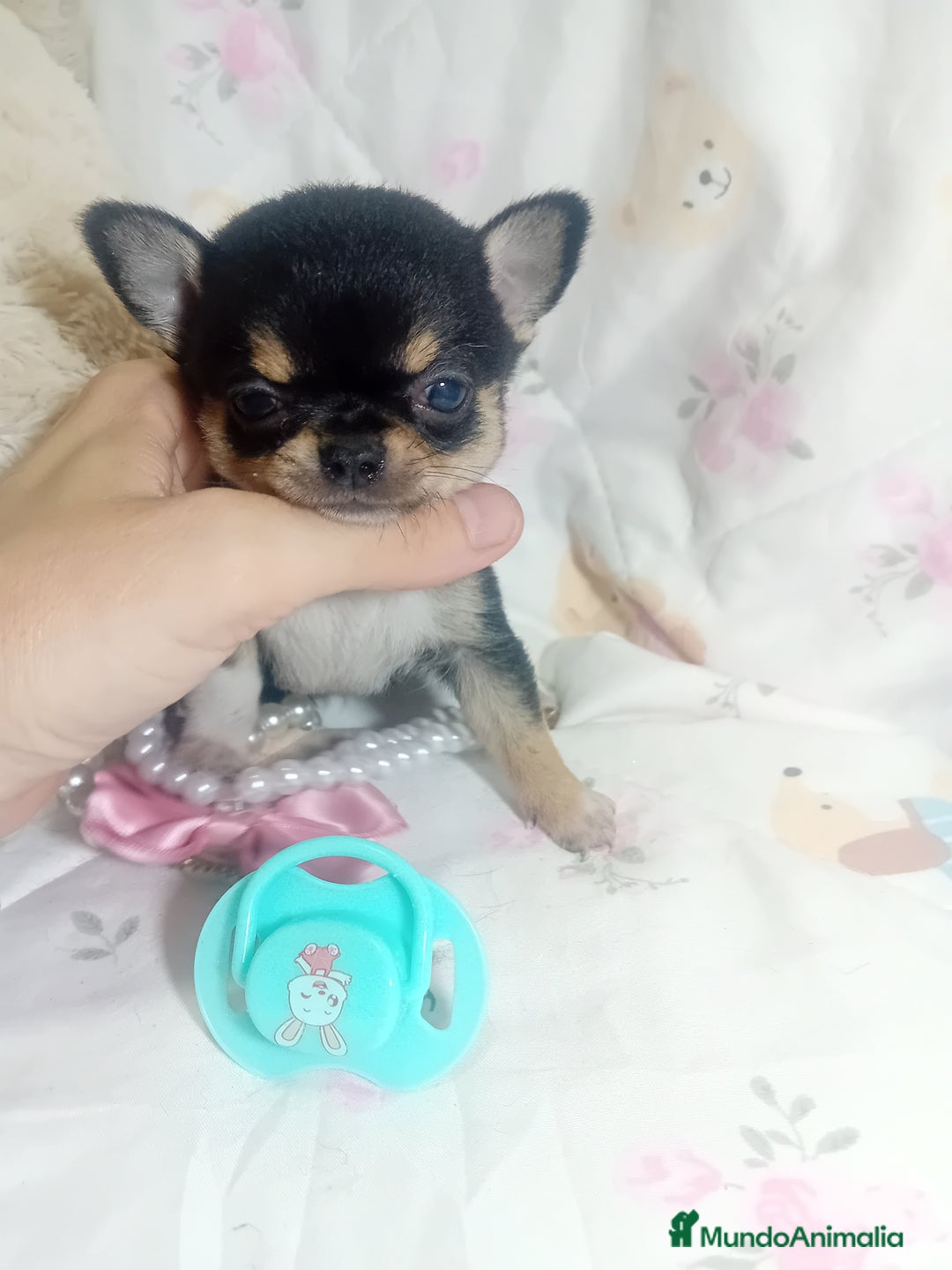 Chihuahua perros en venta: ‼️‼️Chihuahuas muy cariñosos tamaño mini - Imagen 3