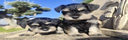 Schnauzer Miniatura perros en venta: Schnauzer Cachorros negro plata - Anuncio 4