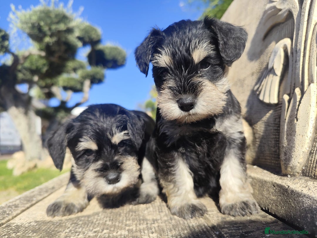 Schnauzer Miniatura perros en venta: Schnauzer Cachorros negro plata - Anuncio 4