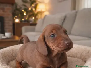 Teckel Miniatura perros ✨ Teckel Miniatura Chocolate Diluido con Isabela ✨ - Anuncio 1