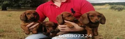 Teckel perros en venta: Cachorros Teckel Standard - Anuncio 2