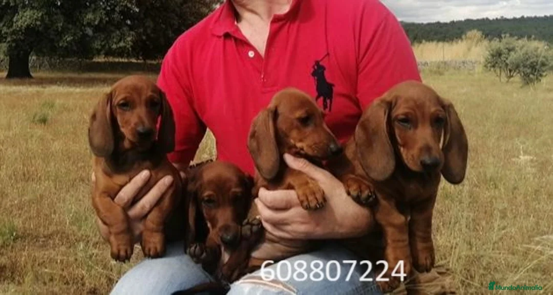 Teckel perros en venta: Cachorros Teckel Standard - Anuncio 2