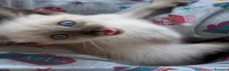 Siamés gatos en venta: GATITO SIAMÉS  - Anuncio 3