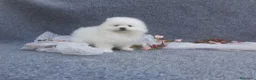 Pomerania perros en venta: PRECIOSO CACHORITO DE POMERANIA TOY    - Anuncio 11