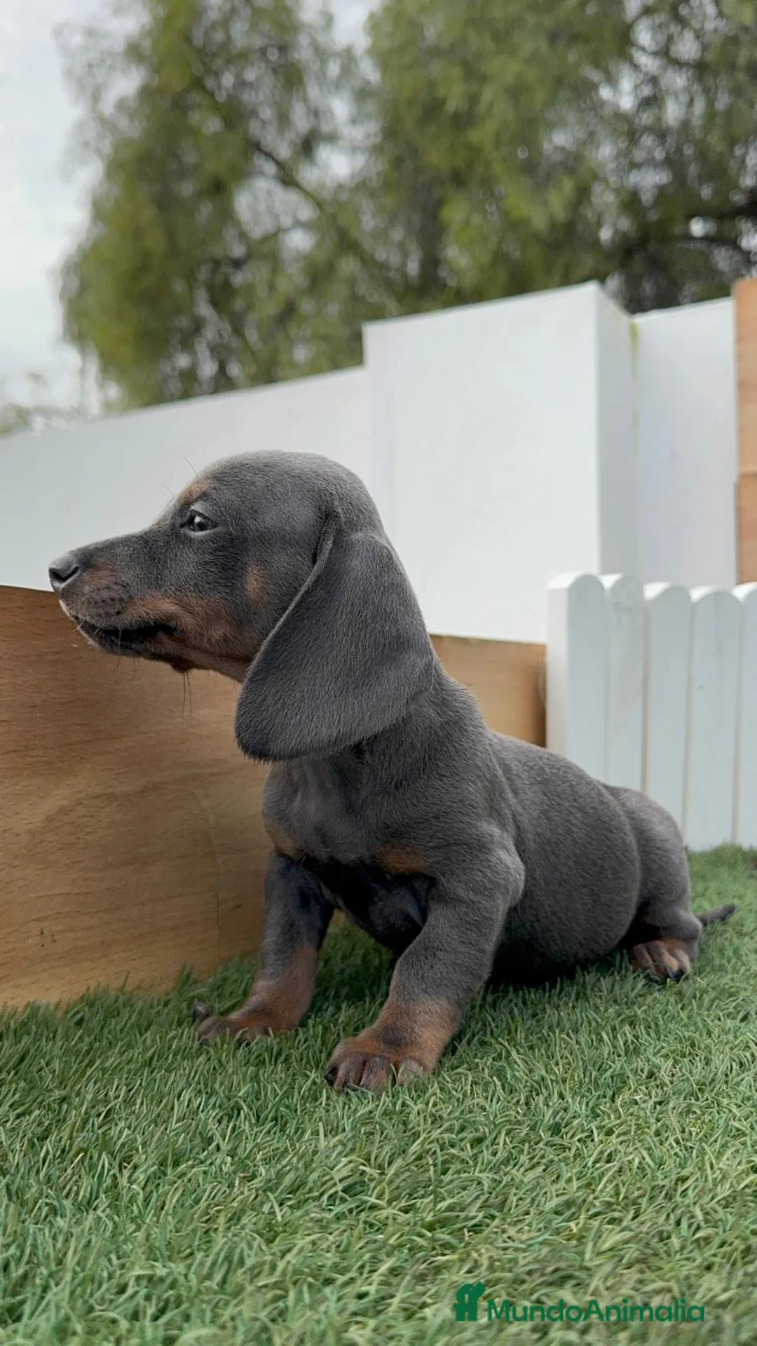 Teckel Miniatura perros en venta: TECKEL MINIATURA BLUE - Anuncio 14