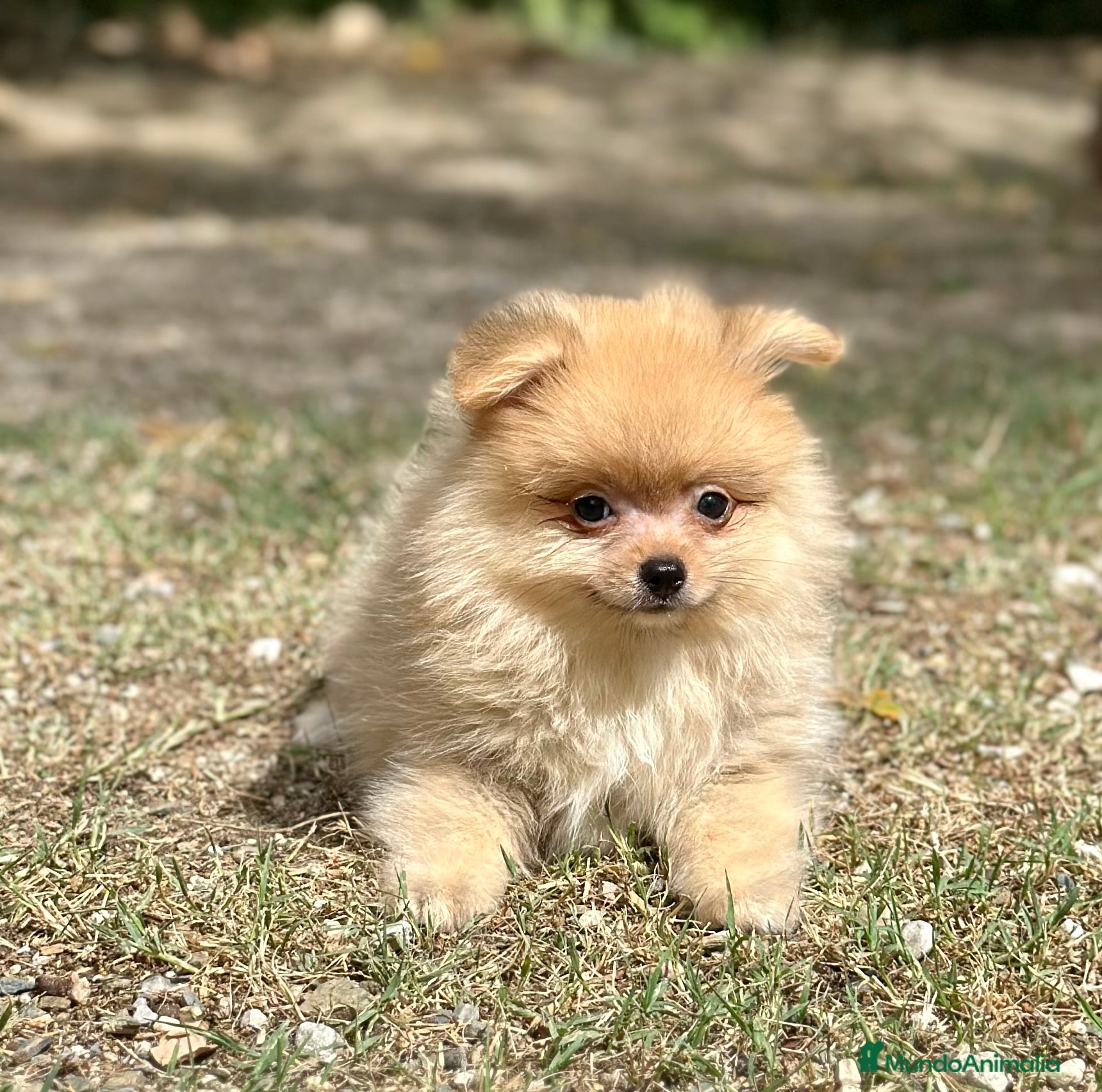 Pomerania perros POMERANIA CREMA DISPONIBLE - Anuncio 33
