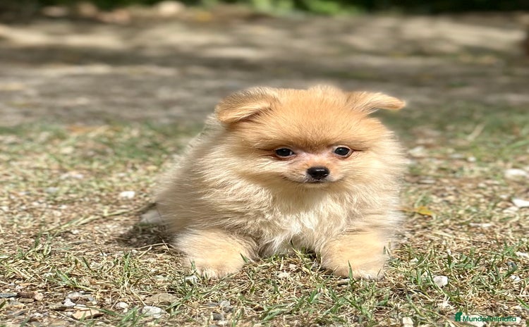 Pomerania perros - Anuncio 7