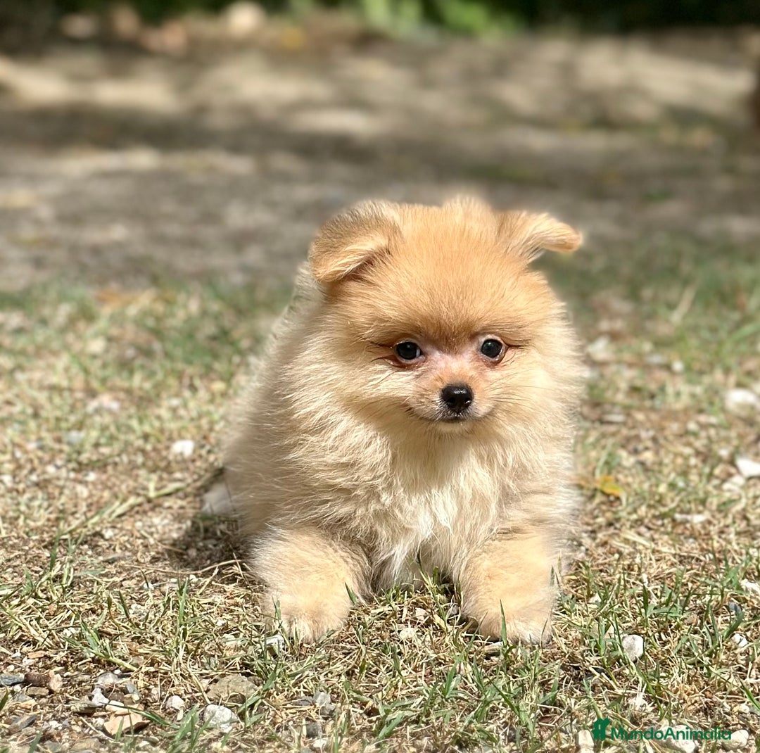 Pomerania perros en venta: POMERANIA CREMA DISPONIBLE - Imagen 1