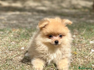 Pomerania perros - Anuncio 28