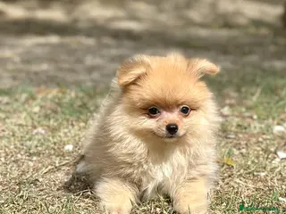 Pomerania perros POMERANIA CREMA DISPONIBLE - Anuncio 9