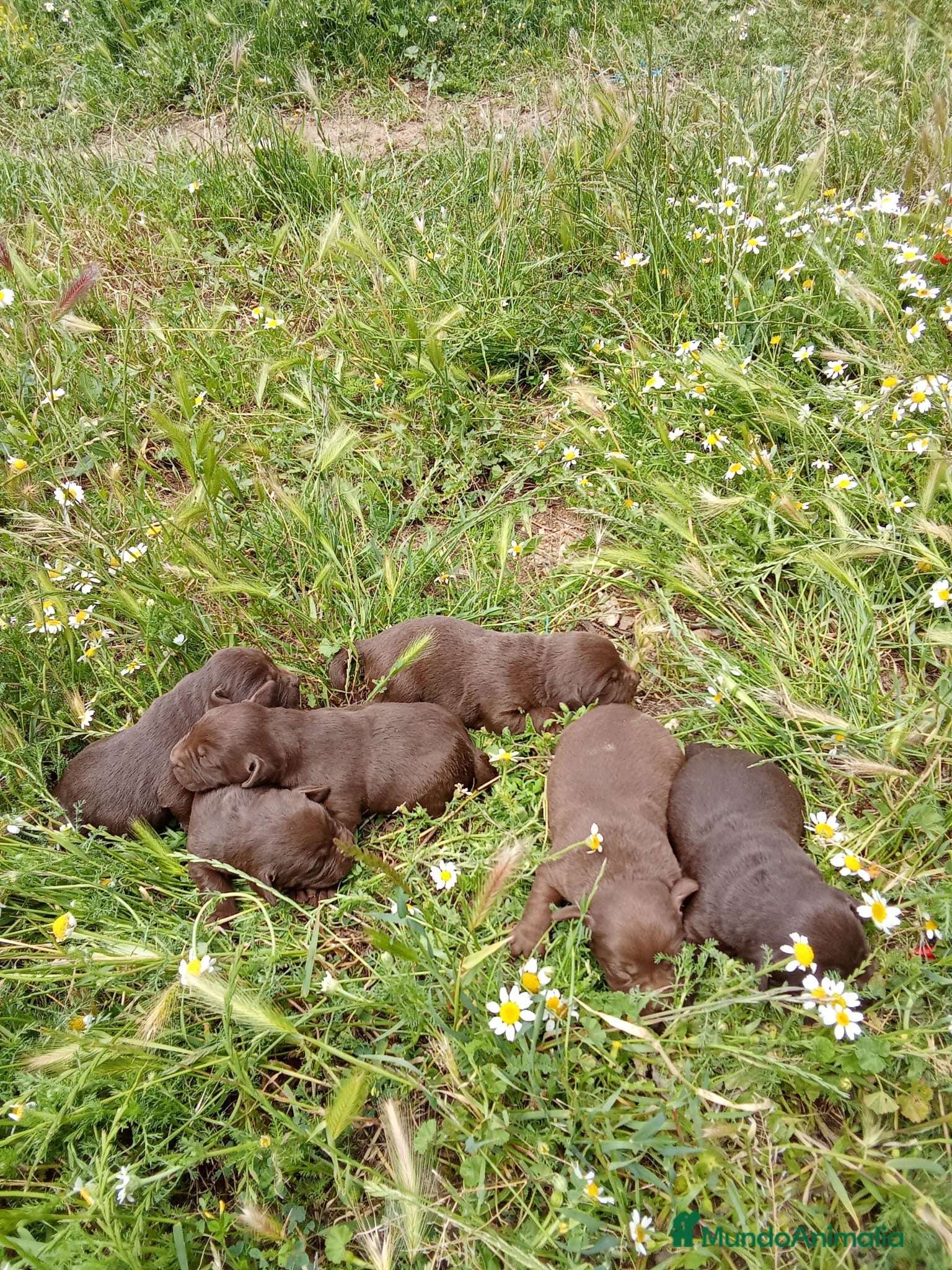 Labrador Retriever perros LABRADORES CHOCOLATES  - Anuncio 2