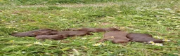 Labrador Retriever perros en venta: LABRADORES CHOCOLATES  - Anuncio 2