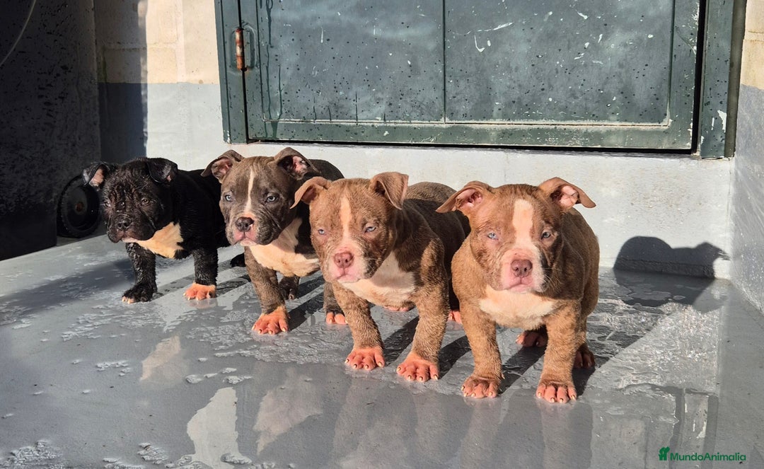 American Bully perros en venta: American Bully Pocket  - Anuncio 3