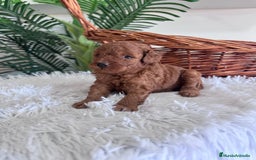 Caniche Toy perros en venta: CANICHE TOY ROJO MCHO, ENVIO A TODA ESPAÑA - Imagen 17