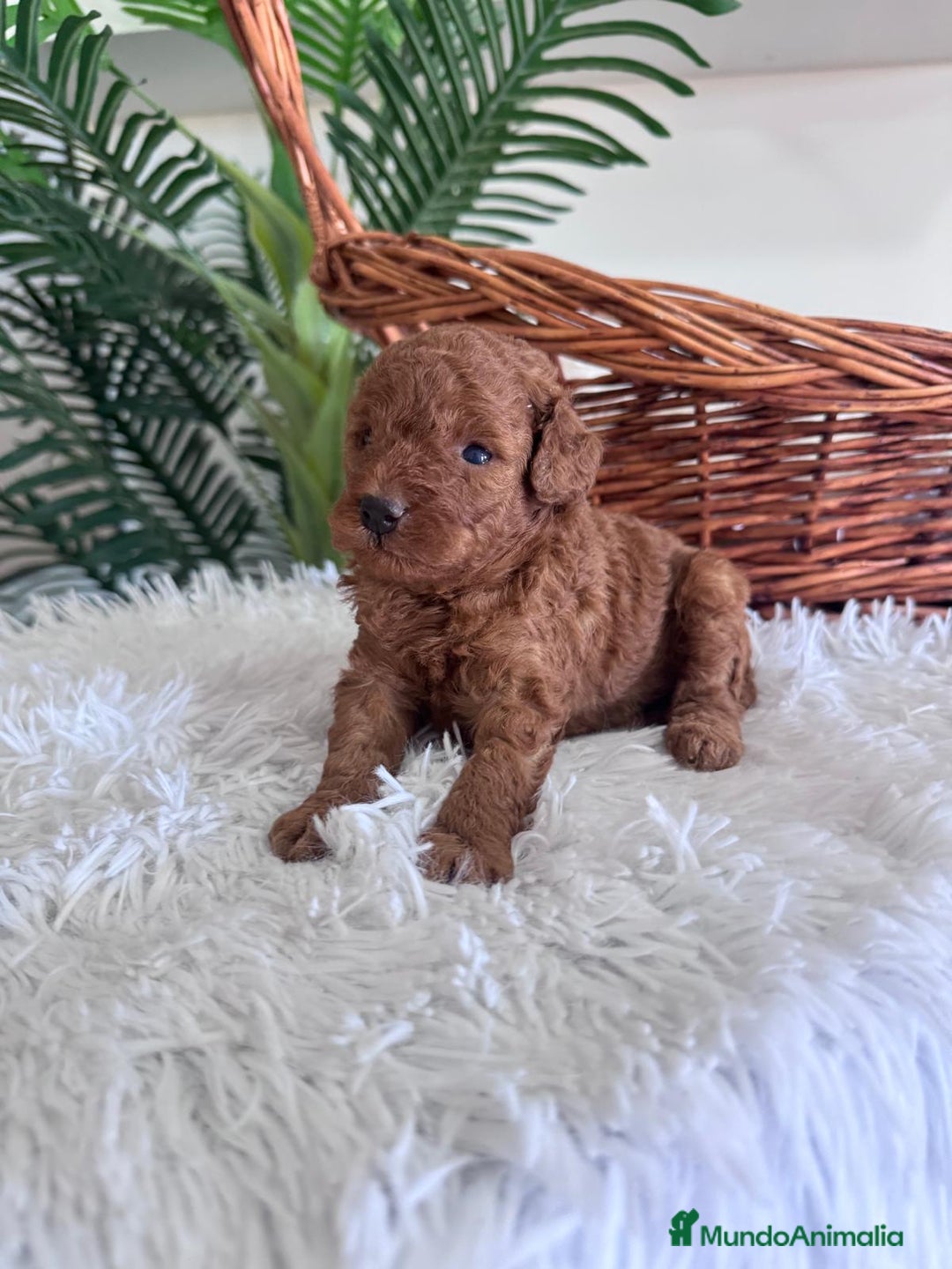 Caniche Toy perros en venta: CANICHE TOY ROJO MCHO, ENVIO A TODA ESPAÑA - Imagen 17