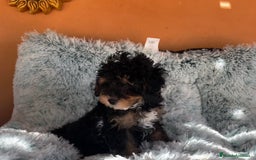 Caniche Toy perros en venta: Caniche toy phantom  - Imagen 1