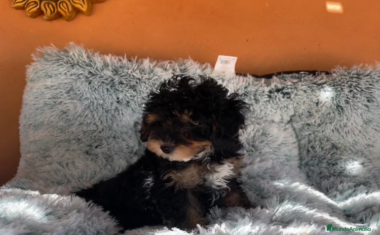 Caniche Toy perros - Anuncio 1