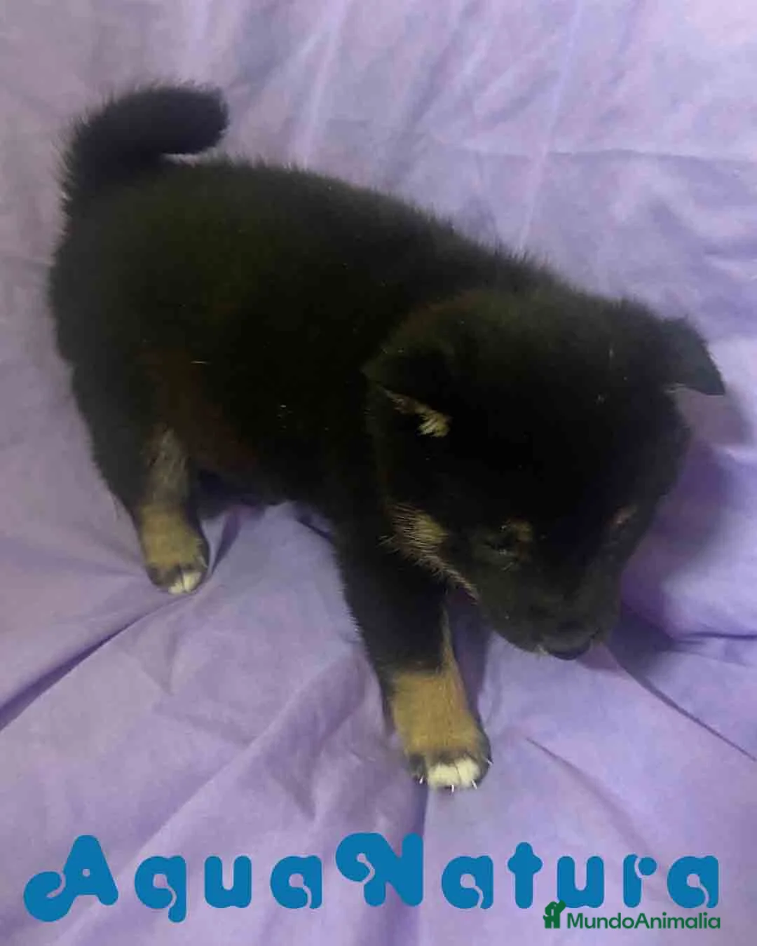 Shiba Inu perros en venta: Shiba Inu Hembra de Magui AQUANATURA - Anuncio 6