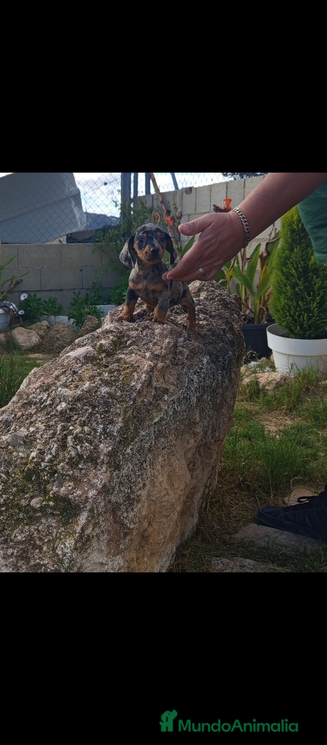 Teckel Miniatura perros Preciosos cachorros teckel miniatura y kaninchen  - Anuncio 2