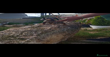 Teckel Miniatura perros - Anuncio 1