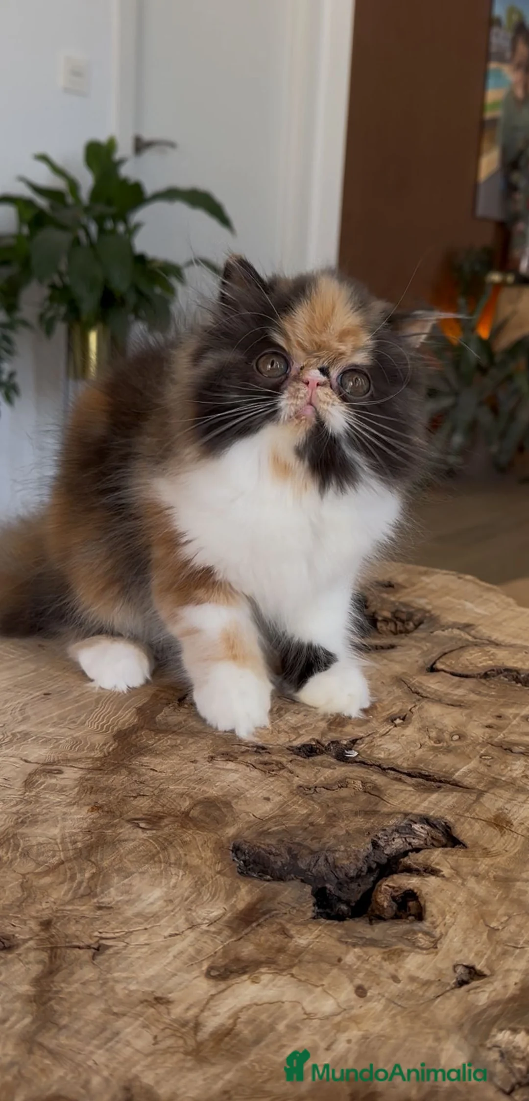 Persa gatos en venta: Persa hembra  - Anuncio 7