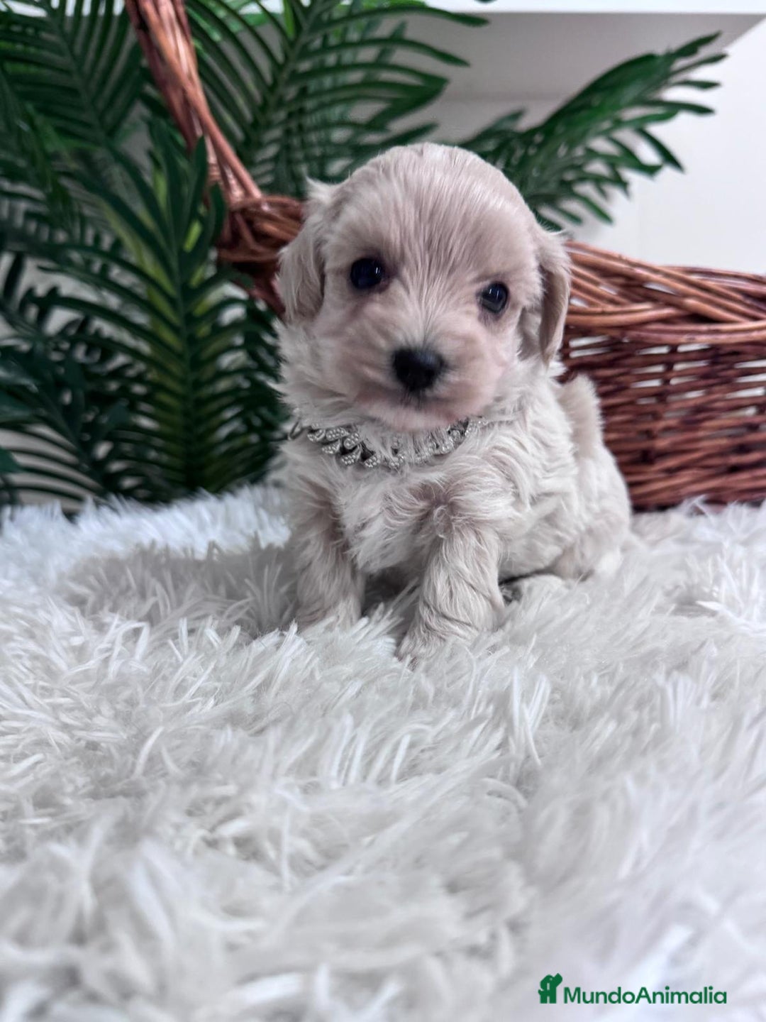 Maltipoo perros en venta: MALTIPOO MACHO - Anuncio 21