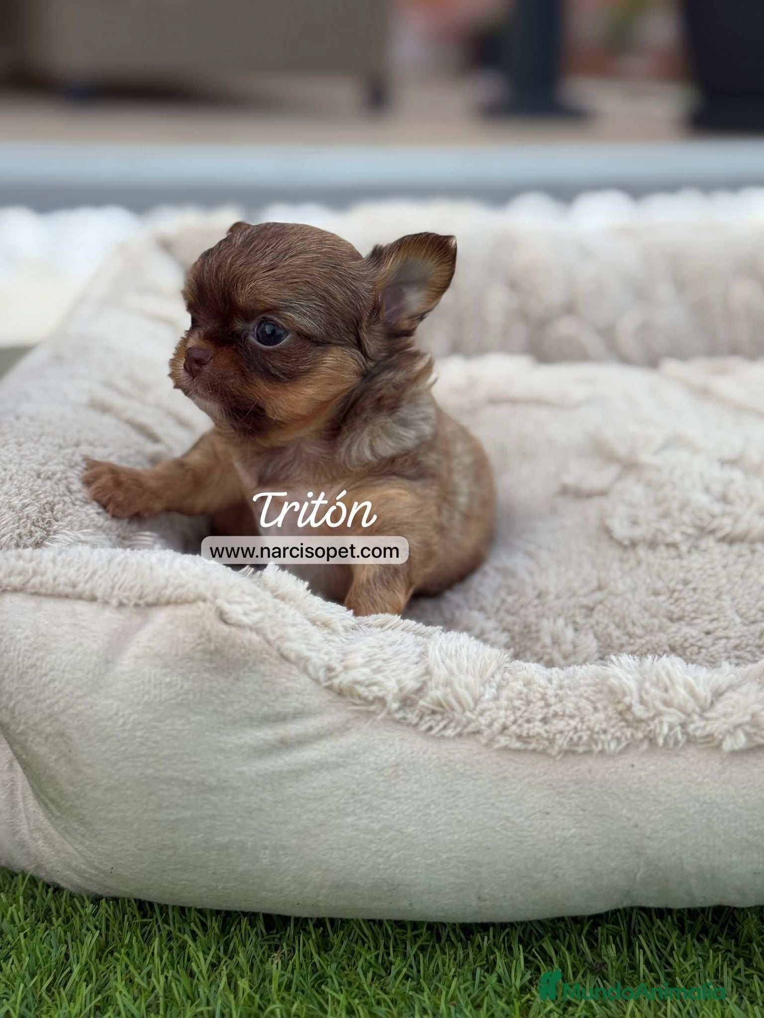 Chihuahua perros TU CHIHUAHUA PELO LARGO - Anuncio 37