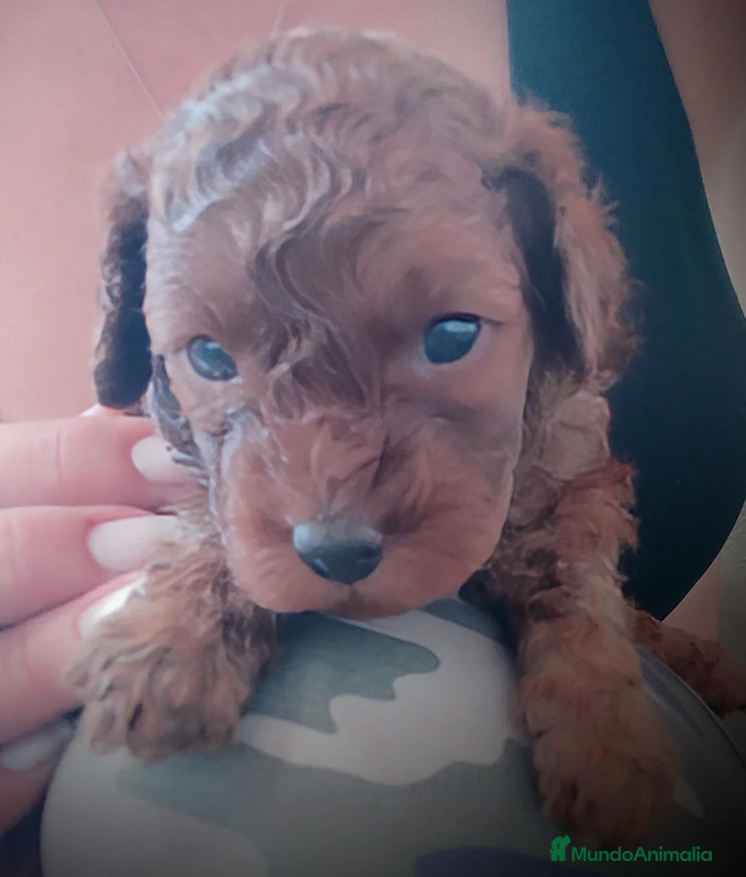 Caniche Toy perros en venta: Caniche Toy  - Anuncio 6