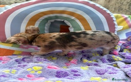 Chihuahua perros en venta: Chihuahua Machito merle toy - Imagen 5