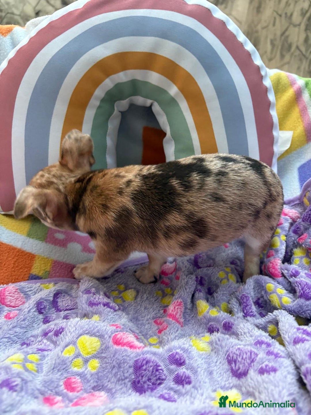 Chihuahua perros en venta: Chihuahua Machito merle toy - Imagen 5