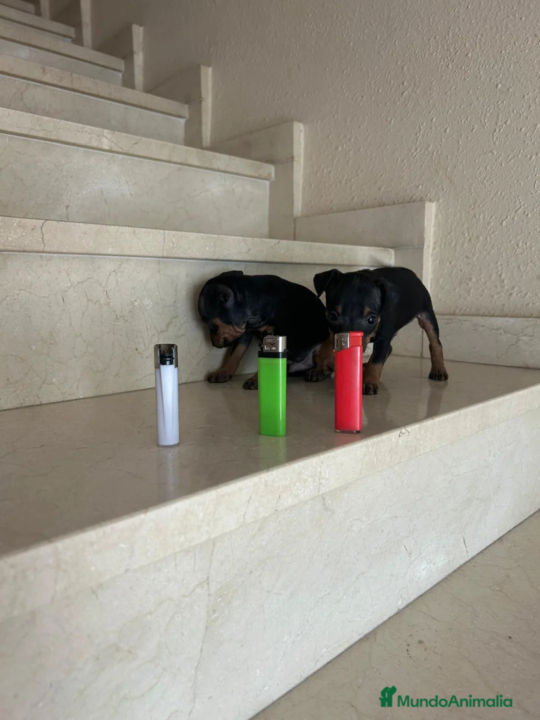 Pinscher Miniatura perros en venta: Mini pincher - Anuncio 2