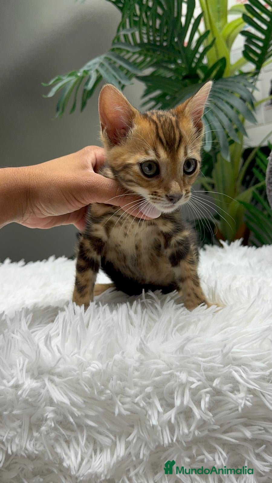 Bengalí gatos GATITA BENGALI - Anuncio 1