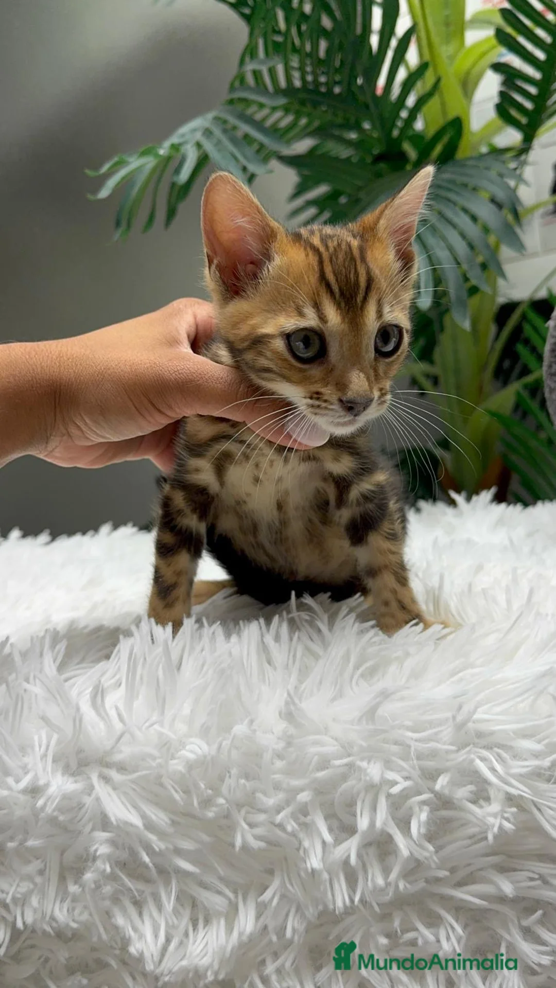 Bengalí gatos en venta: GATITA BENGALI - Anuncio 1