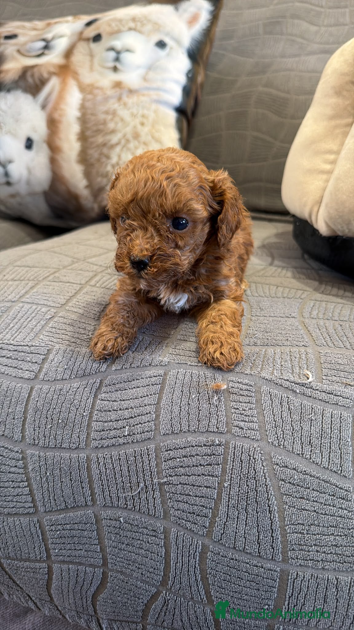 Caniche Toy perros Caniche tacita  de té  - Anuncio 1