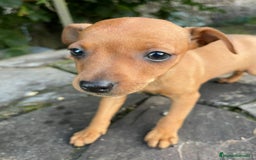 Pinscher Miniatura perros en venta: Pinscher miniatura  - Imagen 9
