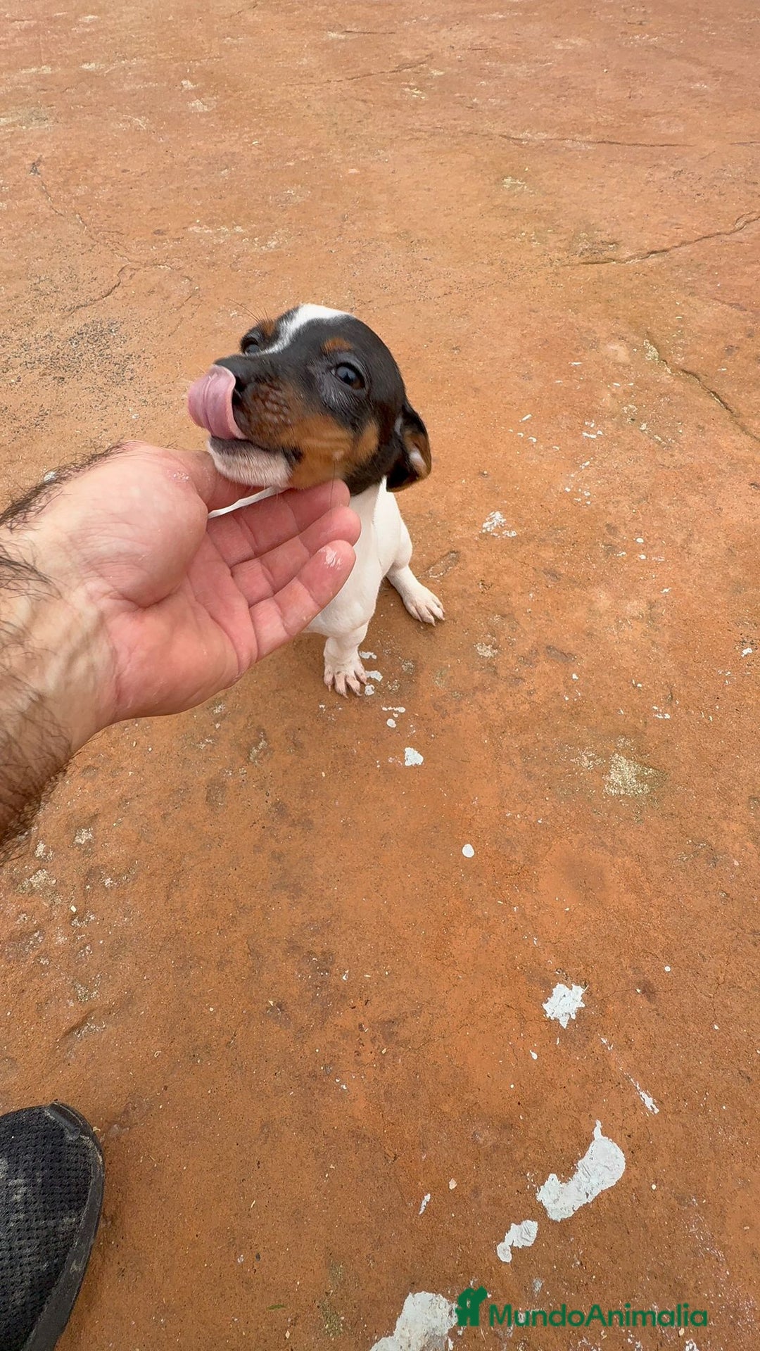 Jack Russell Terrier perros en venta: Jack Russell terrier  - Anuncio 10