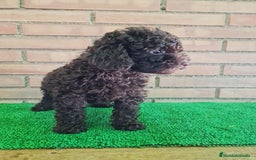 Caniche Enano perros en venta: Caniche - Imagen 15