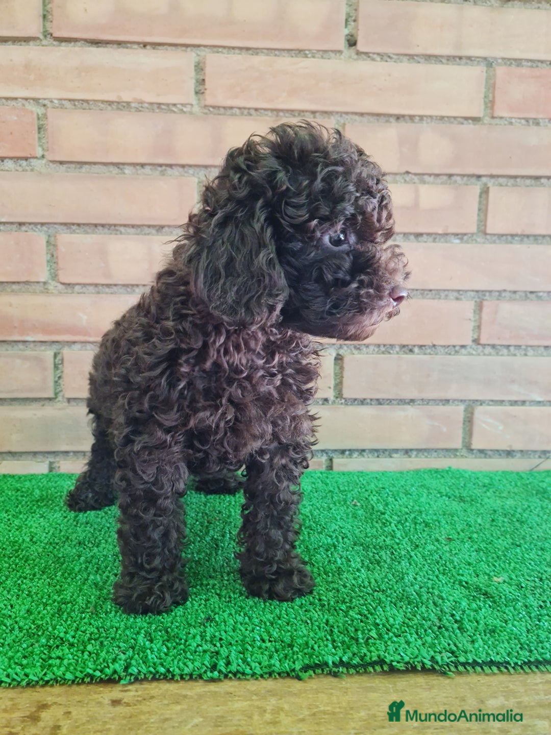 Caniche Enano perros en venta: Caniche - Imagen 15