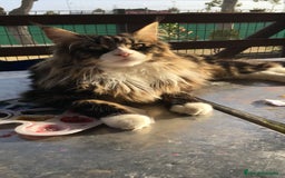 Maine Coon gatos en venta: Preciosa Camada Maine Coon - Imagen 15