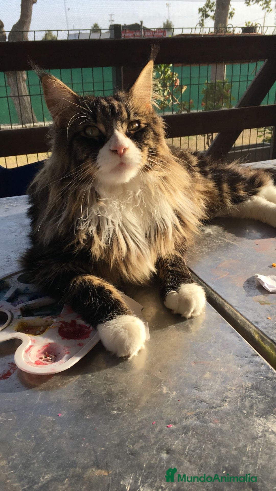 Maine Coon gatos en venta: Preciosa Camada Maine Coon - Imagen 15