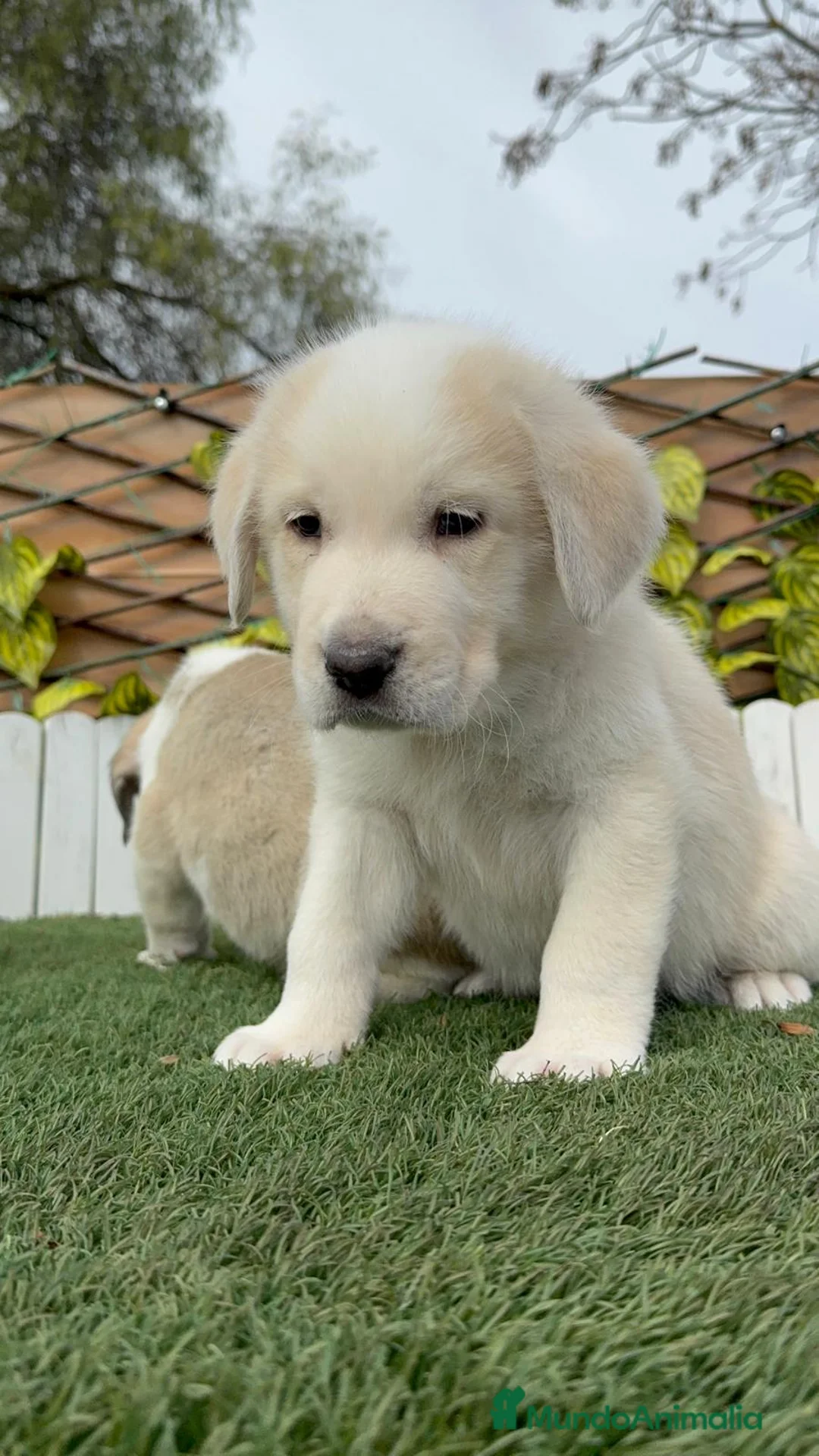 Mastín Español perros en venta: MASTIN ESPAÑOL - Anuncio 10