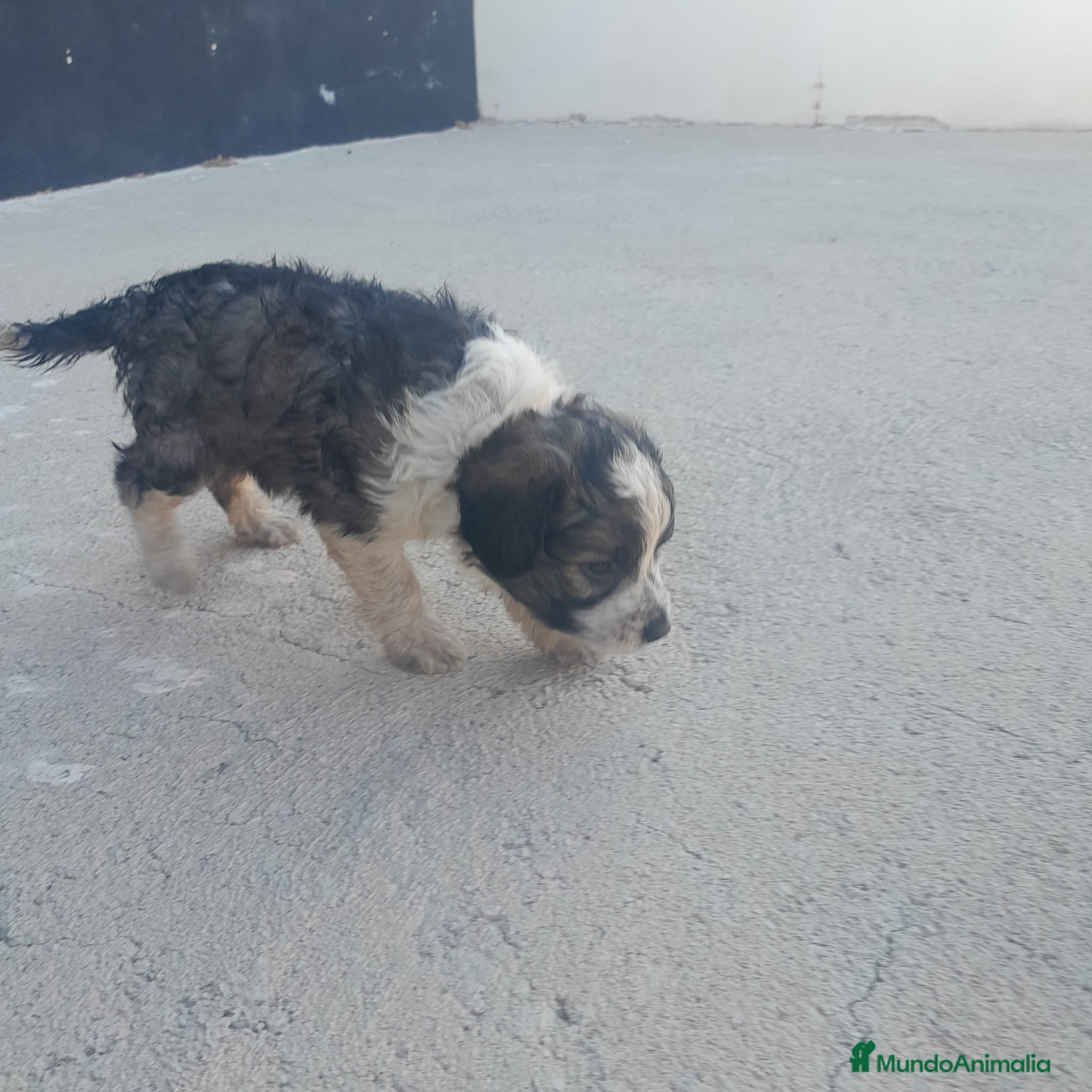 Border Collie perros BORDER COLLIE - Anuncio 2
