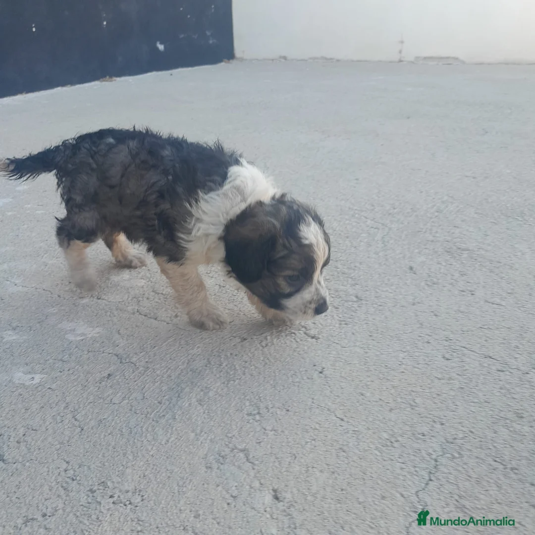Border Collie perros en venta: BORDER COLLIE - Anuncio 2